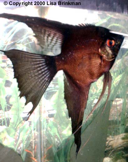 Angelfish - female