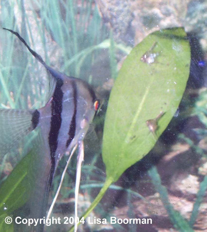 Angel female with older fry