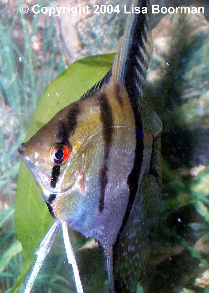 Male guarding eggs on leaf