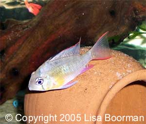 Bolivian Ram