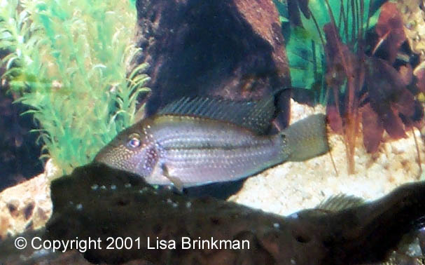 Satanoperca leucosticta